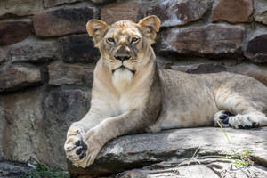 Leeuwin die luieren op een zonovergoten rots met stenen muur op de achtergrond — Predator Achtergronden