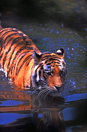 Een tijger zwemt in het water met zijn weerspiegeling zichtbaar. — Predator Achtergronden