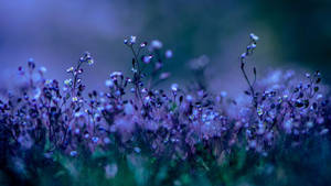 Lila Wildblumen auf einer Dämmerungswiese mit sanften Blau- und Grüntönen. — Computer Wallpaper