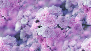 Rosas rosa e lavanda desabrochando em foco suave com pétalas de fundo desfocadas. — Flor Papéis de Parede