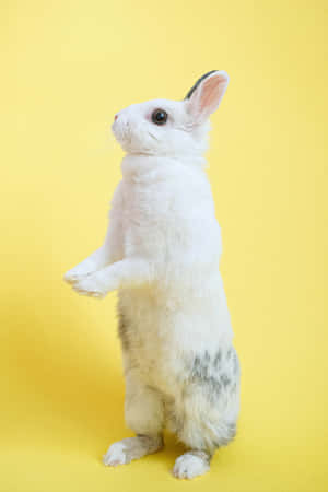 A white rabbit with gray spots standing on its hind legs against a yellow background. — Rabbit Wallpaper