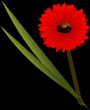Uma margarida vermelha com folhas verdes em fundo preto — Flor Papéis de Parede