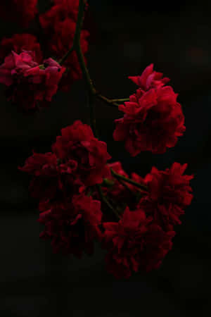 Cluster of deep red roses against a dark background with soft lighting. — Rose Wallpaper