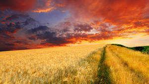 Winding dirt path through golden wheat field at sunset with fiery orange and purple clouds. — Glory Wallpaper