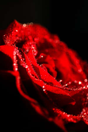 A red rose with dewdrops glowing in the dark. — Rose Wallpaper