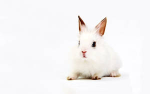 A fluffy white rabbit with dark eyes and pink nose sitting calmly. — Rabbit Wallpaper