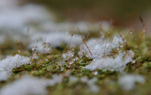 Close-up van sneeuw en vorst op mossporenstelen in winterbos. — Lente Achtergronden