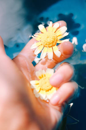 Main tenant des marguerites dans de l'eau bleue avec de douces ondulations. — Printemps Fonds d'écran