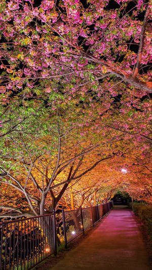 Un chemin sous une voûte de fleurs de cerisier lumineuses la nuit. — Printemps Fonds d'écran