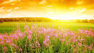 Fleurs sauvages roses dans une prairie ensoleillée au coucher du soleil avec un champ vert et une forêt en arrière-plan. — Printemps Fonds d'écran