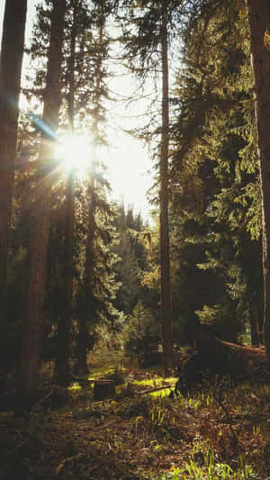 Sunlight filtering through tall pine trees in a quiet forest. — Local Wallpaper