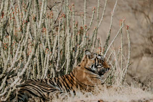 Een tijger liggend in droog gras naast hoge cactussen in een woestijnlandschap. — Predator Achtergronden