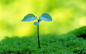Uma pequena planta com três folhas crescendo em solo musgoso. — Planta Papéis de Parede