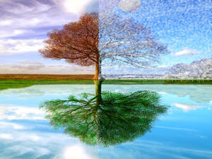 Arbre divisé montrant les saisons d'automne et d'hiver avec reflet dans l'eau. — Printemps Fonds d'écran