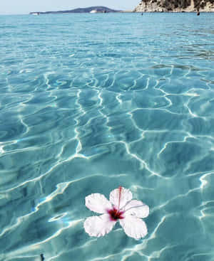 Hvit hibiskusblomst flyter på rolig turkis havann nær steinete strand. — Aesthetic Bakgrunner