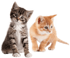 Zwei kleine Kätzchen, eine grau getigerte und eine orange rote, sitzen zusammen. — Cat Wallpaper