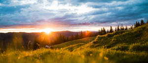 Sunset over grassy hills with pine trees and distant mountains under a cloudy sky. — Glory Wallpaper