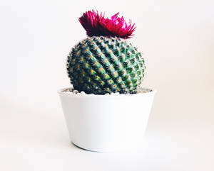 A potted cactus with a bright magenta flower blooming on top. — iPhone 7 Plus Wallpaper