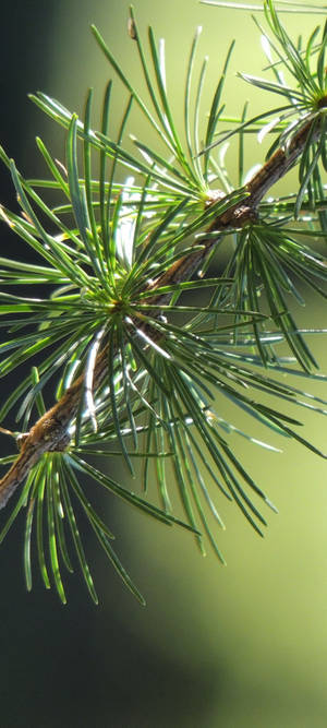 Detailed view of pine tree needles on a branch with soft background. — Vivo Wallpaper