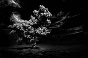 Un arbre solitaire en silhouette contre un ciel nocturne sombre et nuageux. — Link Fonds d'écran