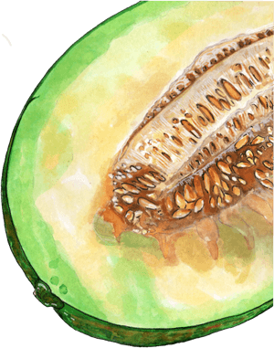 Cross-section of a watercolor painted melon showing seeds and flesh. — Fruit Wallpaper