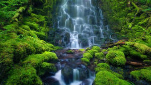 Ein ruhiger Wasserfall fließt über moosbedeckte Felsen in einem lebendigen grünen Wald. — Streamen Wallpaper