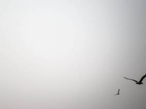 Två fåglar flyger på en dimmig himmel med en ljus solgloria. — Plain Bakgrundsbilder