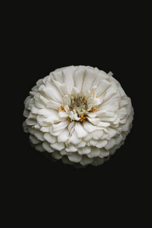 Una flor de zinnia blanca con estambres amarillos sobre un fondo negro. — Blanco Fondos de pantalla