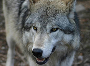 Een grijze wolf met gele ogen staart recht in de camera in een bos. — Predator Achtergronden