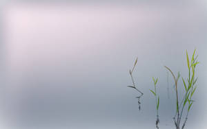 Siv i roligt vand, der reflekterer daggrylys med blød gradientbaggrund — Zen Wallpapers